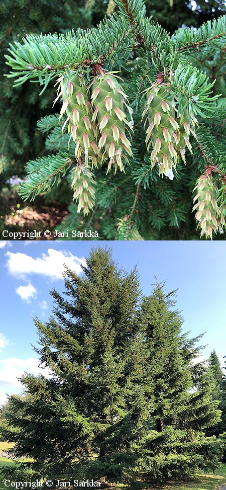 Pseudotsuga menziesii